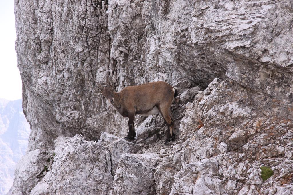 Pod Ponco Apartments Kranjska Gora Eksteriør bilde